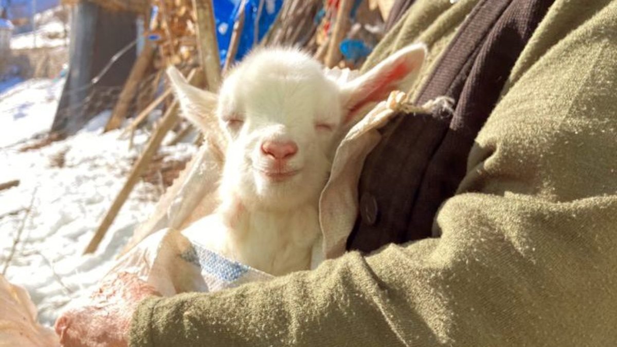 Gümüşhane'de yavru keçinin güneşle tanıştığı an