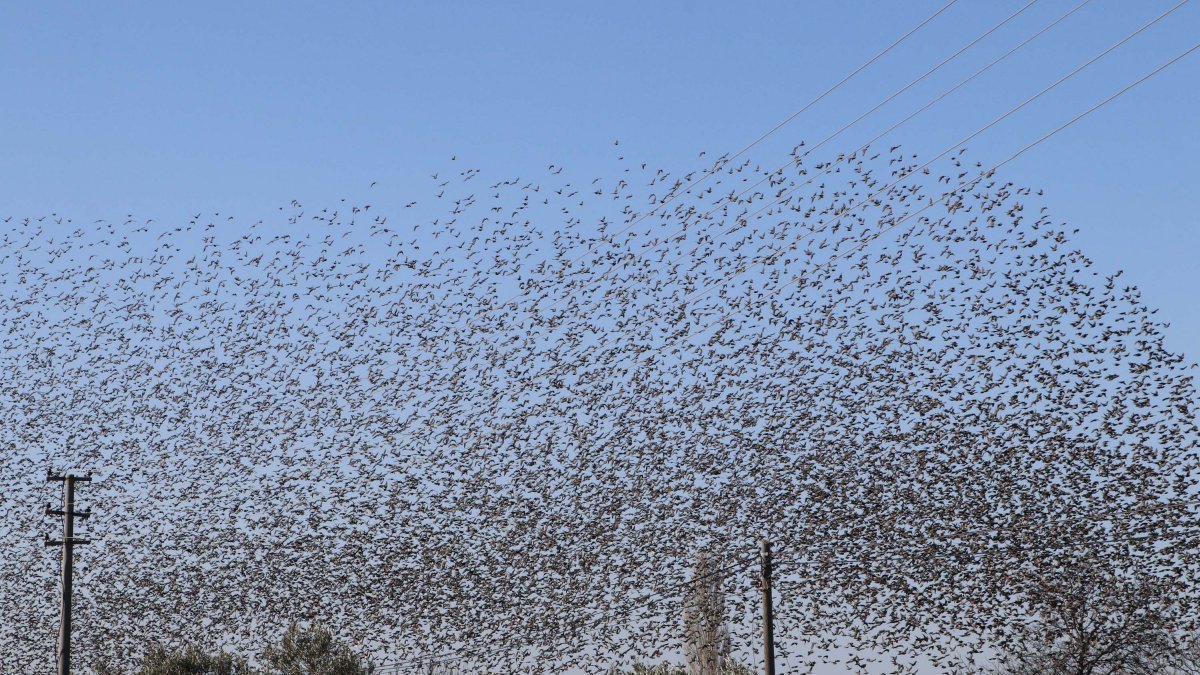 Çanakkale semalarında binlerce sığırcık kuşu görüntülendi