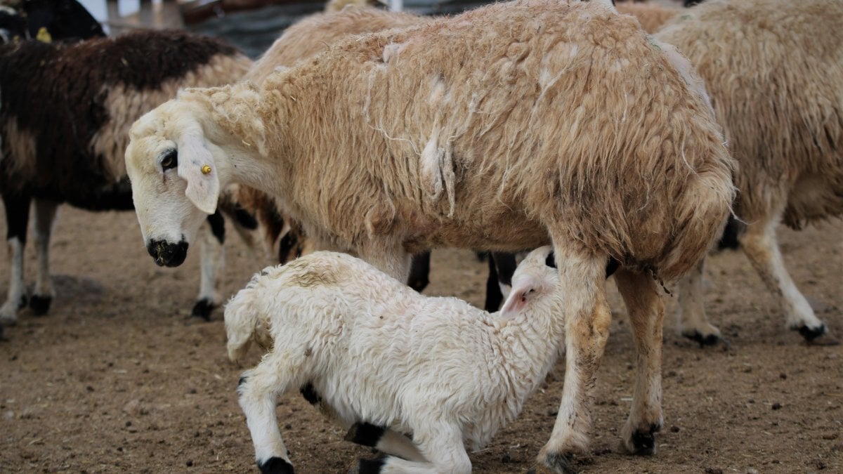 Erzincan'da süt kuzularının anneleri ile buluşma anı kameralara yansıdı