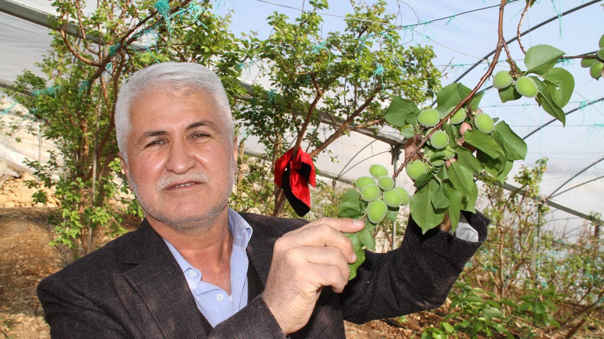 Mersin'de kayısı çağlasının kilosu 100 lirada satılıyor