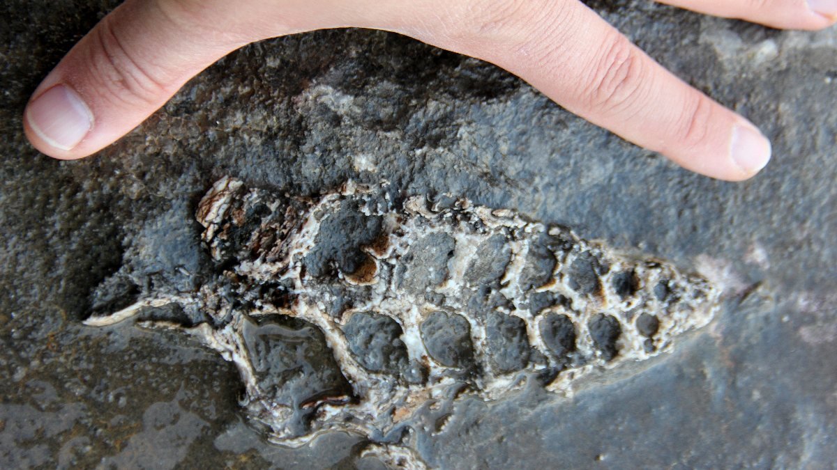 Adıyaman'da kaya parçasında 70 milyon yıllık fosil bulundu