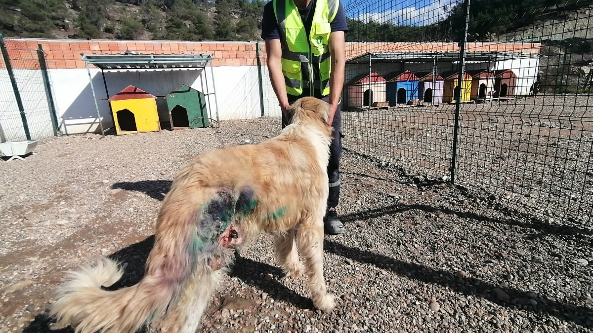 Bolu'da av tüfeğiyle vurularak yaralanan köpek tedavi edildi