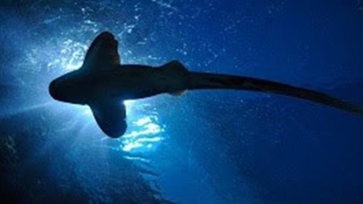 Bilim insanları, Yeni Zelanda'da ışık saçan dev köpek balığı tespit etti