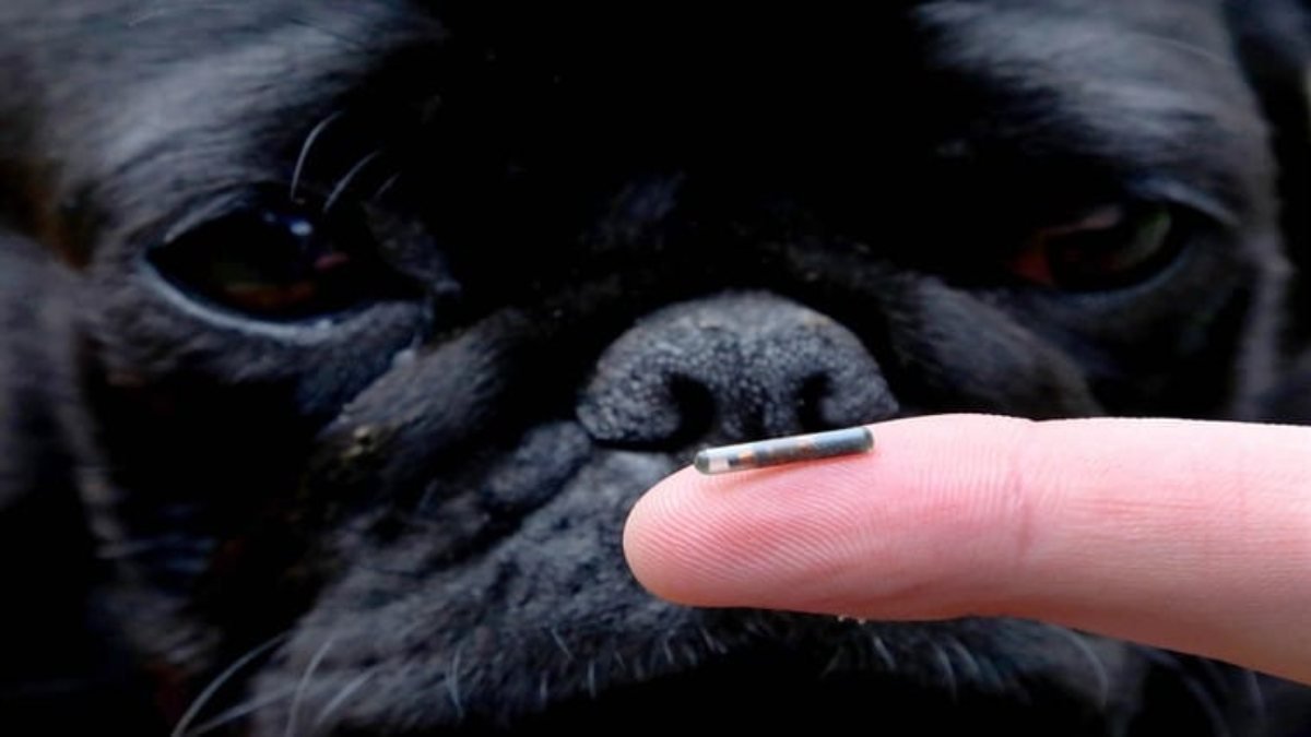 Evcil hayvanlara çip nasıl takılır? Pet mikroçip zorunlu mu, fiyatı ne kadar?