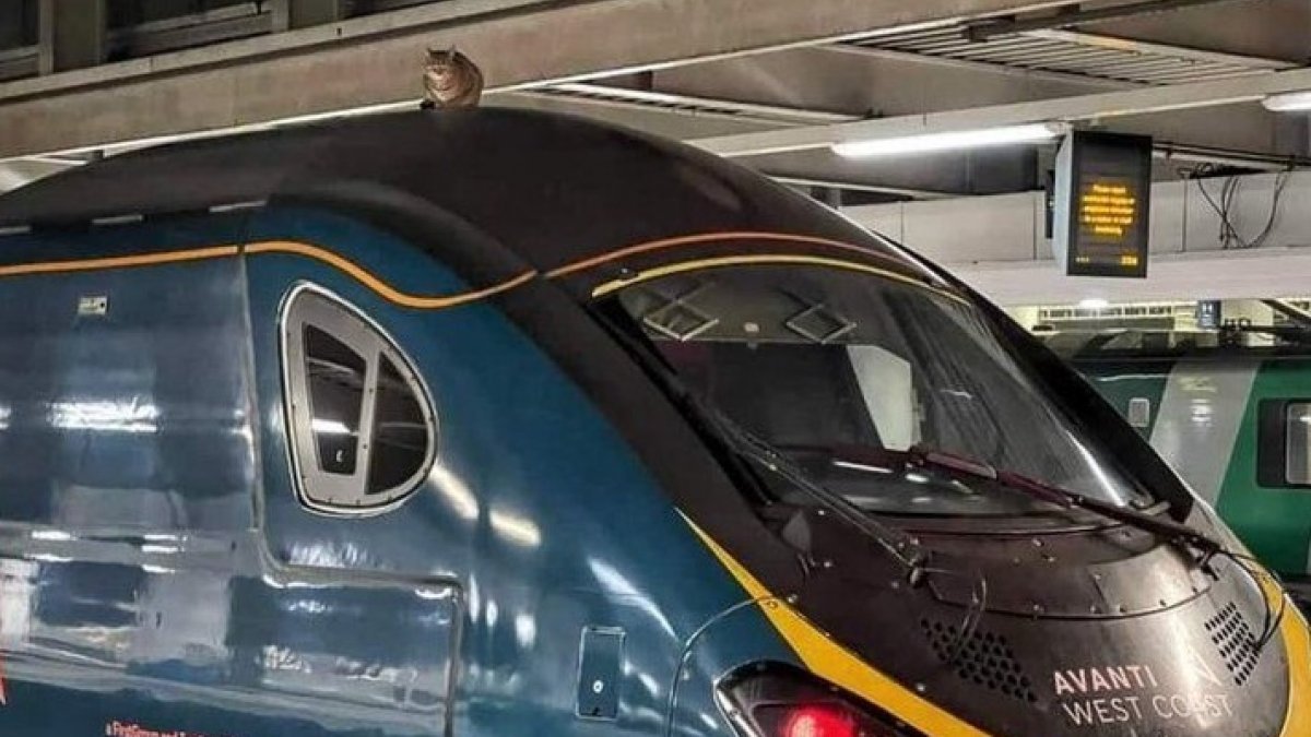 İngiltere’de kedi hızlı trenin üzerinden iki buçuk saatte kurtarıldı