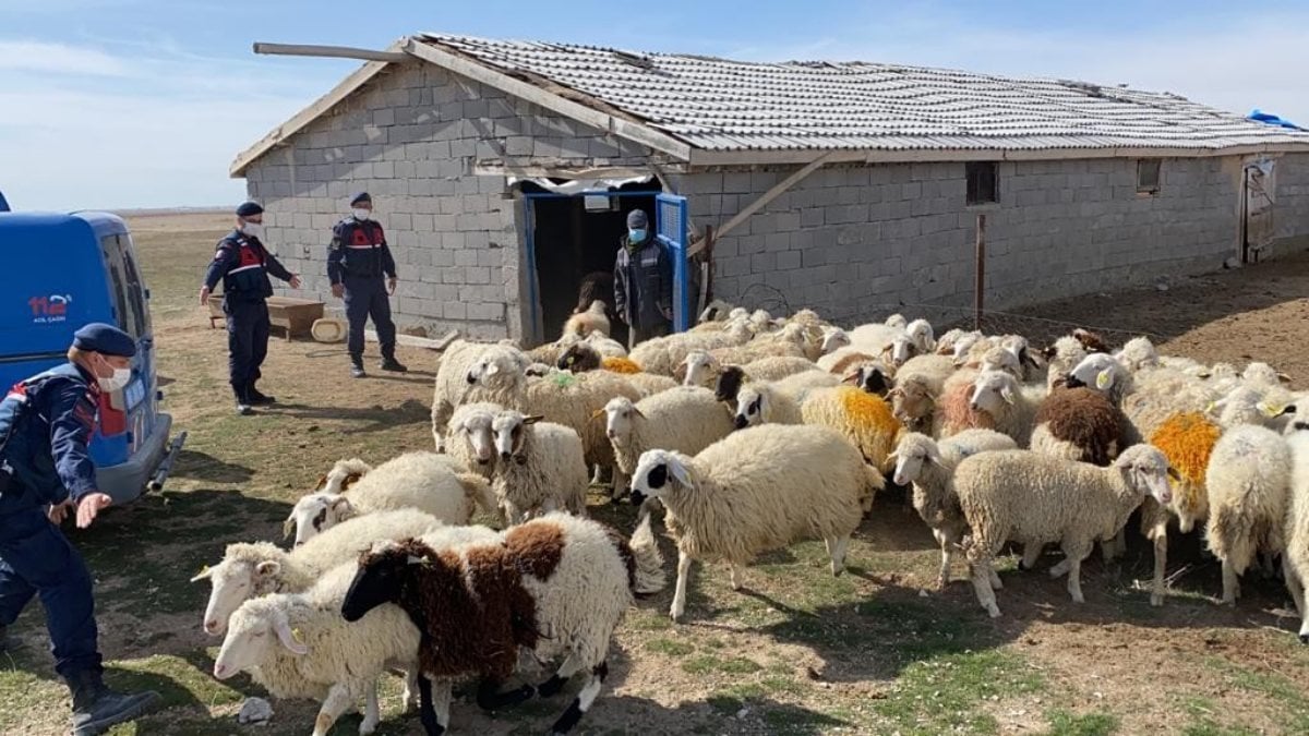 Aksaray'da çobanın kaybolan koyunları drone ile bulundu