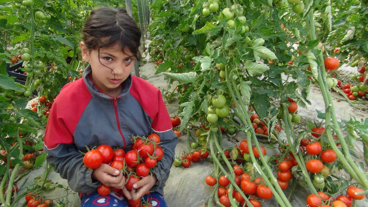 Lokantaların açılmasıyla domatesin kilosu 2 liradan 3.5 liraya çıktı