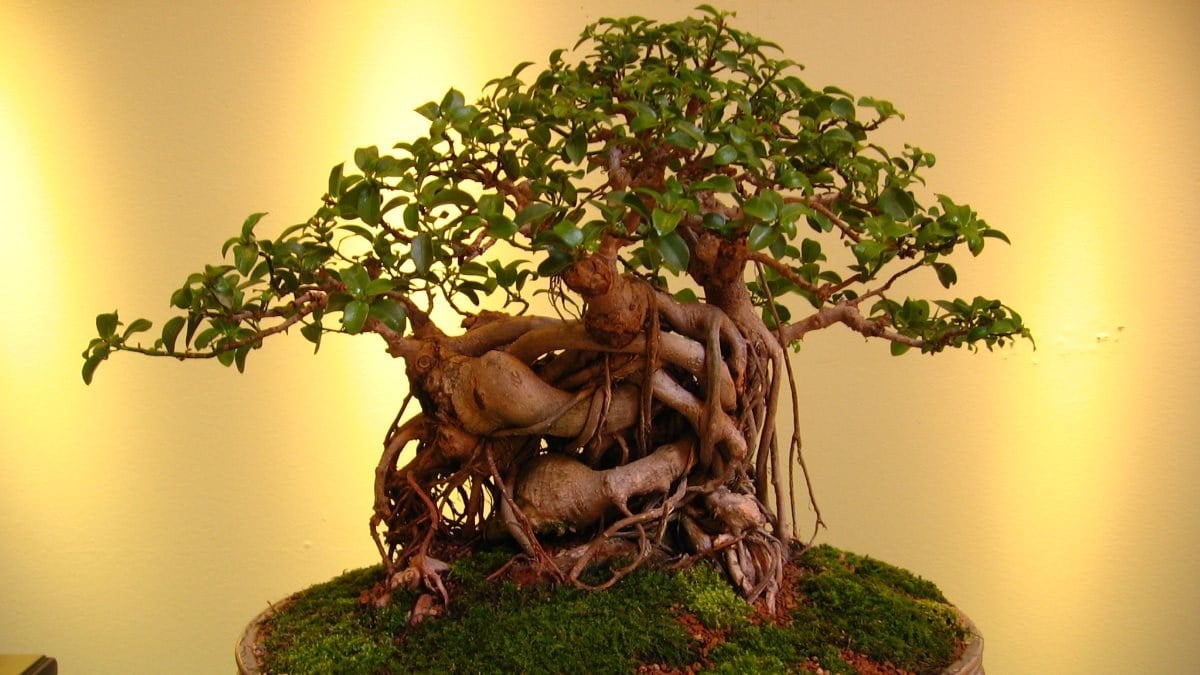 Japonların minyatür ağaç sanatı: Bonsai nedir ve nasıl yetiştirilir?