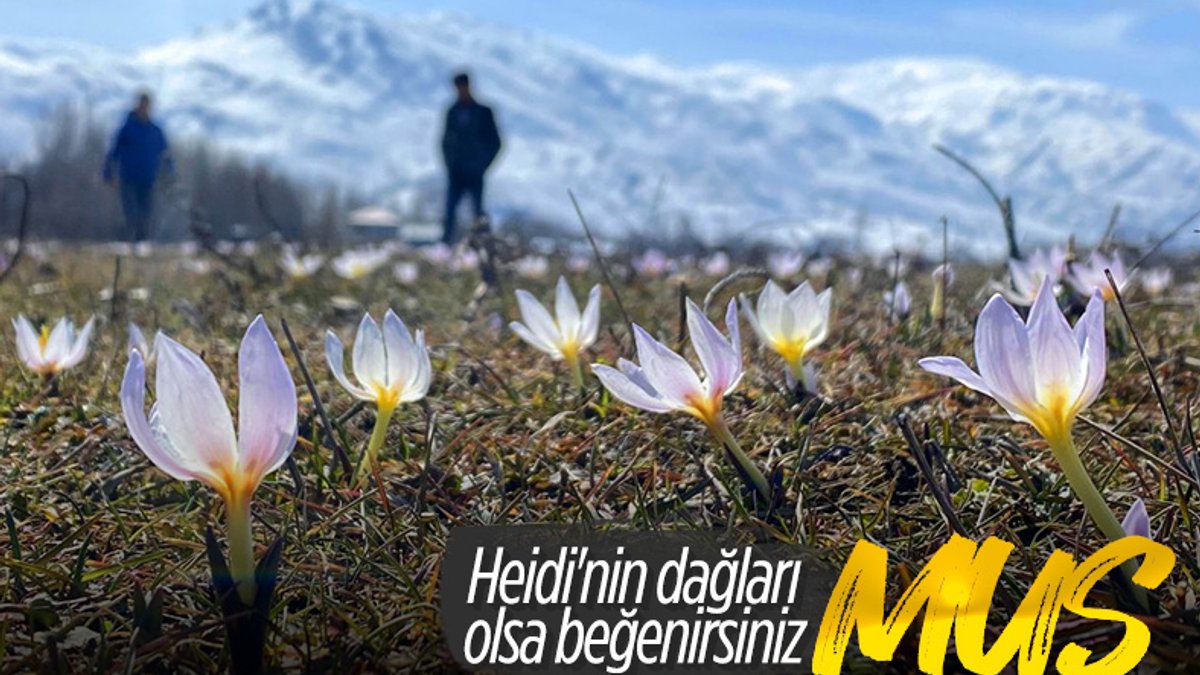 Muş Ovası'nda kardelenler çiçek açtı