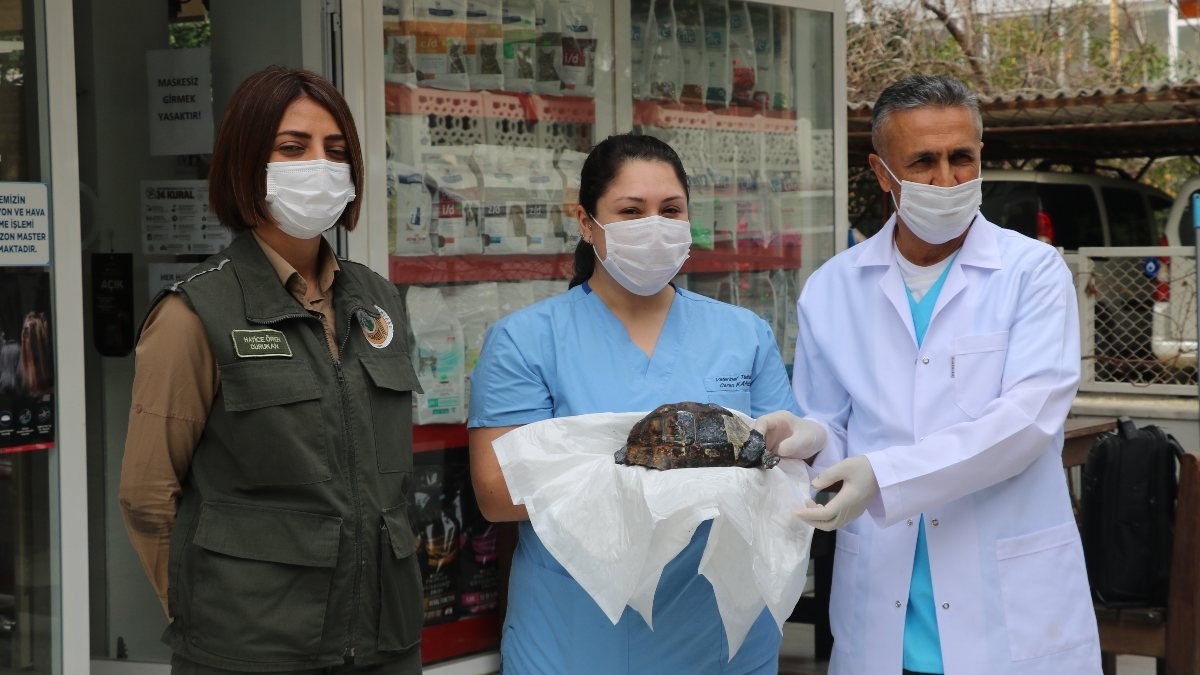 Antalya'daki yangında yaralanan kaplumbağa kurtarıldı