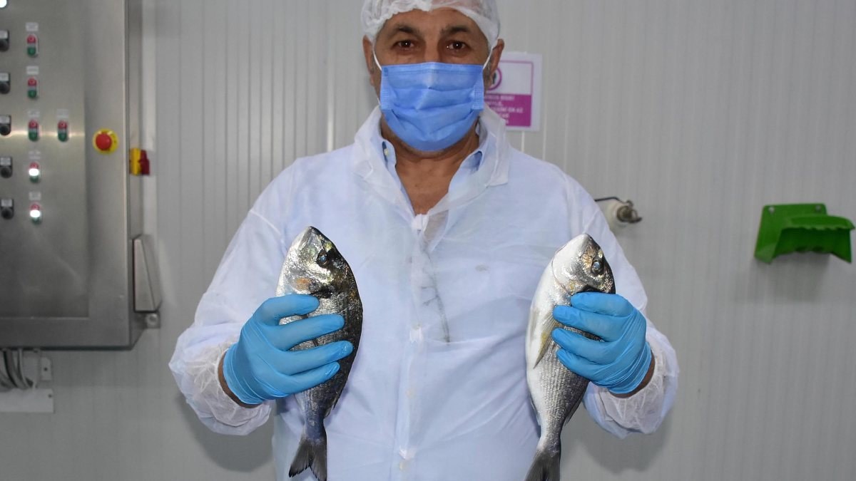 Avrupa'ya pandemi sürecinde balık, Türkiye'den gitti