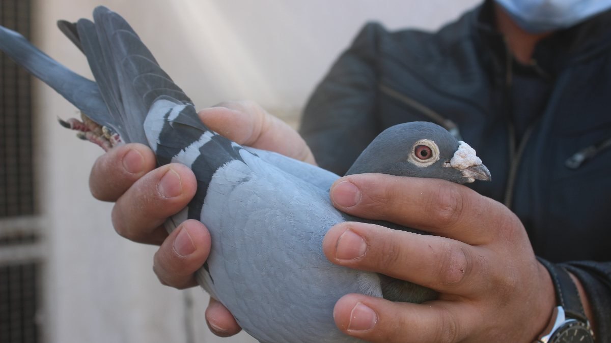 Eskişehir'de bir dönemin posta güvercinleri, yetiştirilmeye devam ediyor