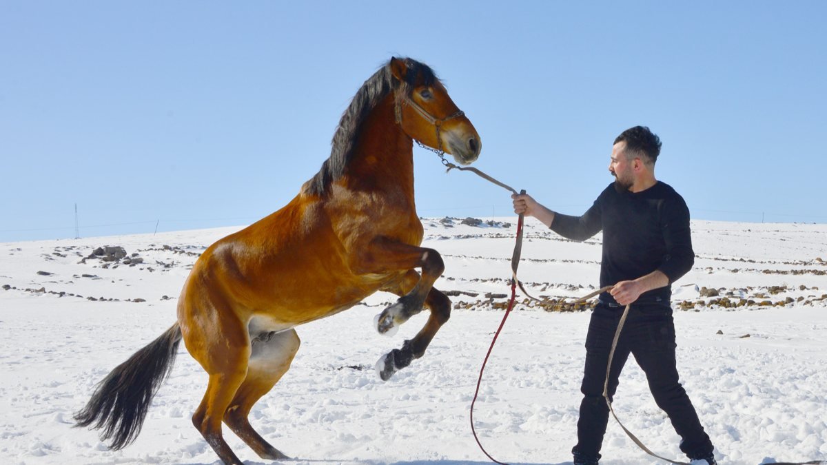 Ardahan'da yetişen rahvan atları satıyorlar