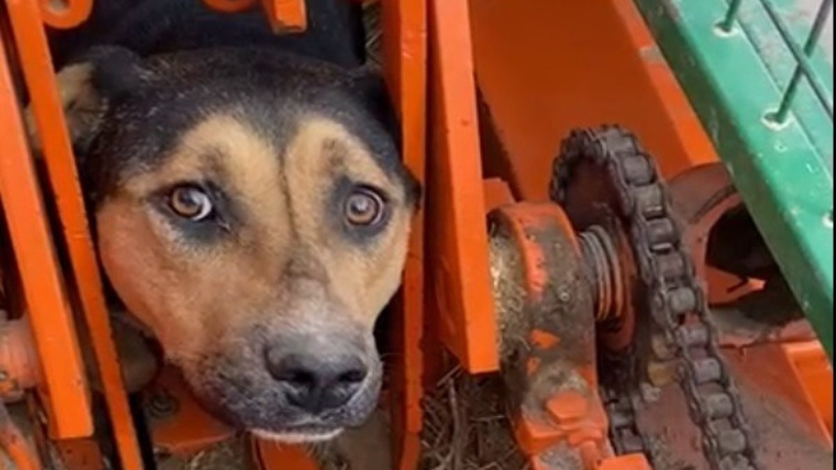 Kırıkkale'de tarım aracına sıkışan köpek kurtarıldı