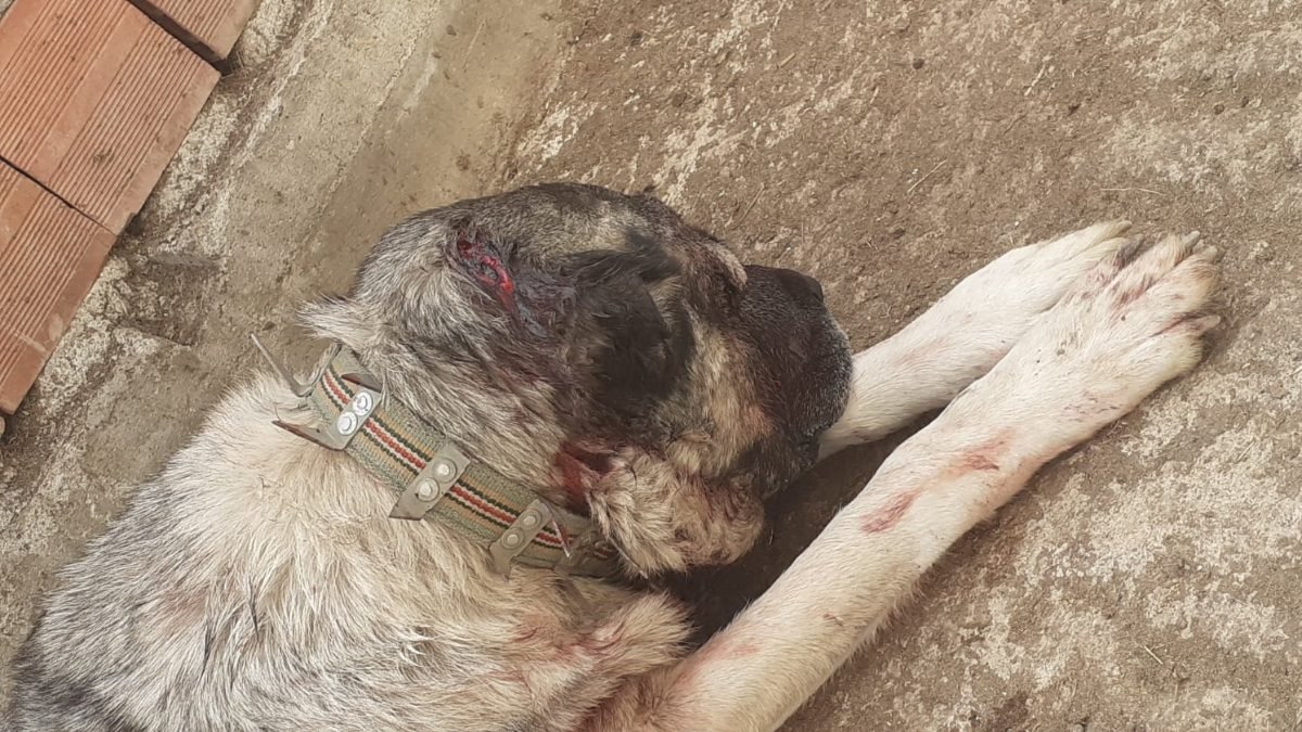 Samsun'da kendisine saldıran köpeği baltayla yaraladı