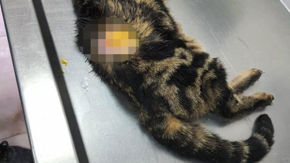 Gaziantep'te kediye eziyet eden kişi, zabıtaya saldırdı
