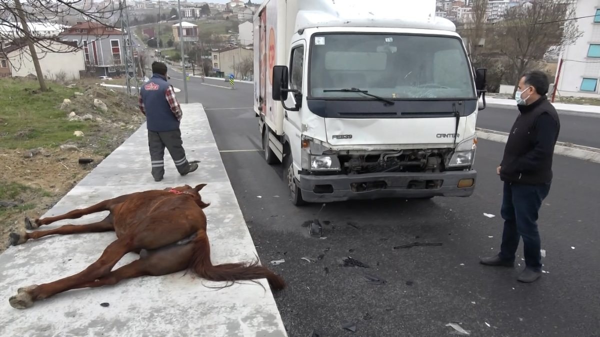 Arnavutköy'de yola çıkan atlara kamyonet çarptı