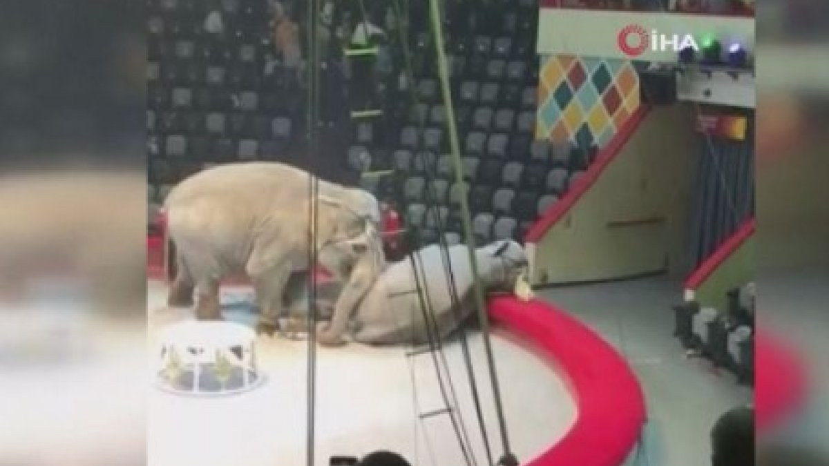 Rusya'da bir sirkte yaptırılan fil kavgasına seyircilerden tepki