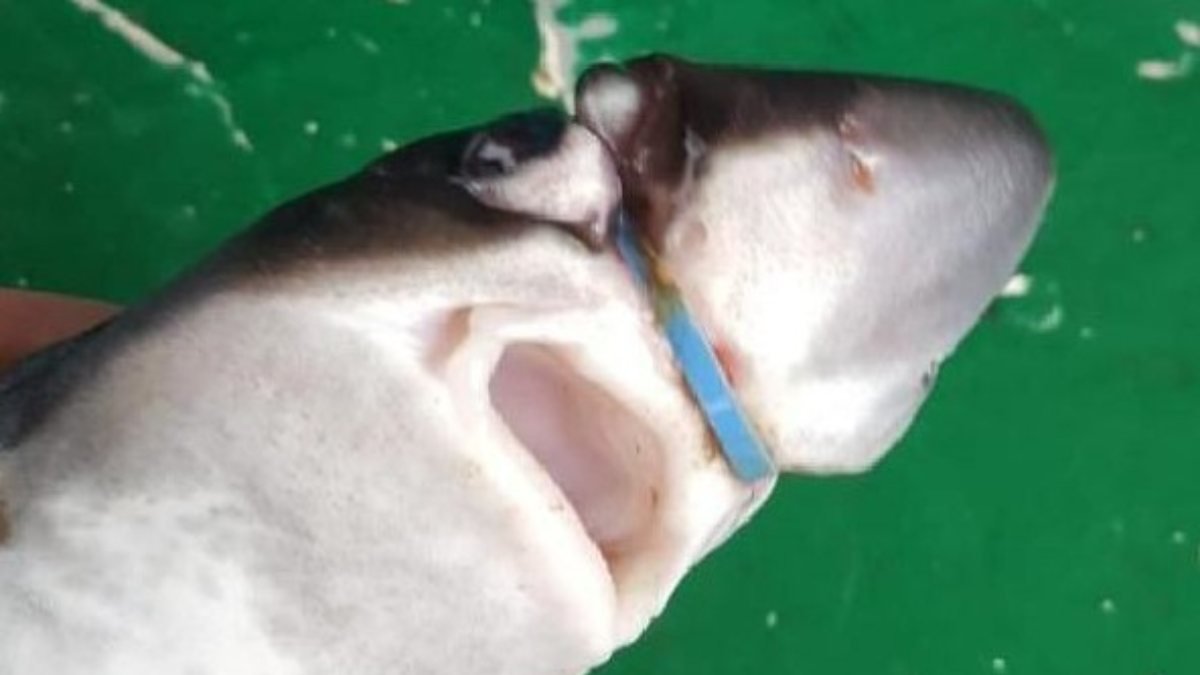 Bartın'da köpek balığını plastik halkadan kurtardı