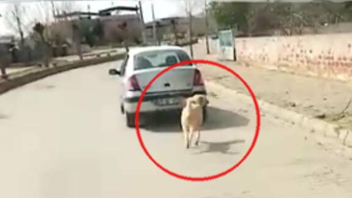 Aydın'da aracın arkasında köpeği iple koşturan kadına para cezası
