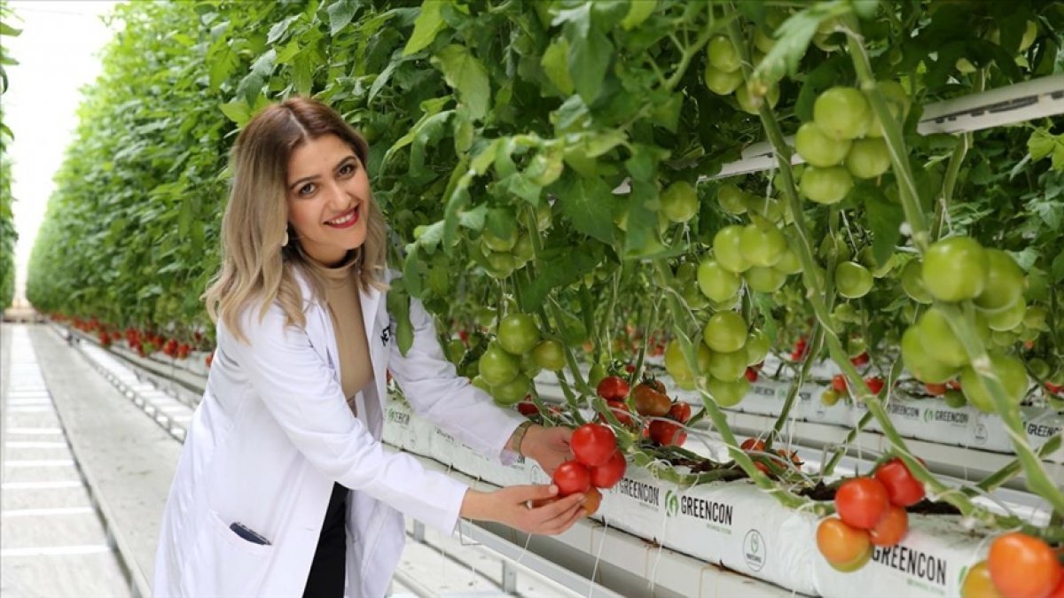 Sivas'ın ilk jeotermal serasında domates hasadı