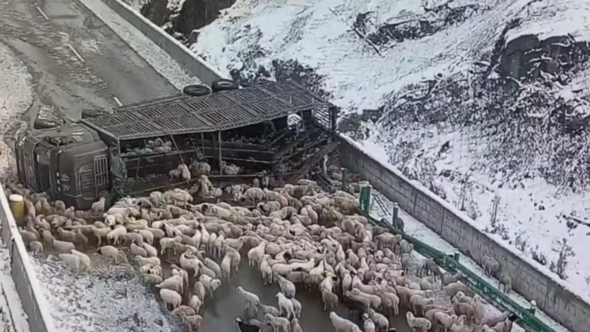 Çin’de koyun yüklü kamyon devrildi, 300 koyun öldü