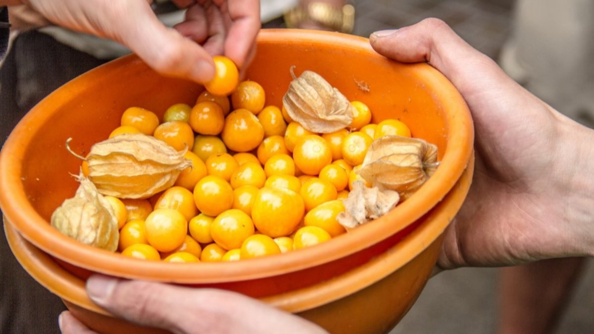 Altın çileğin faydaları nelerdir? Altın çilek nasıl, ne kadar yenmeli?