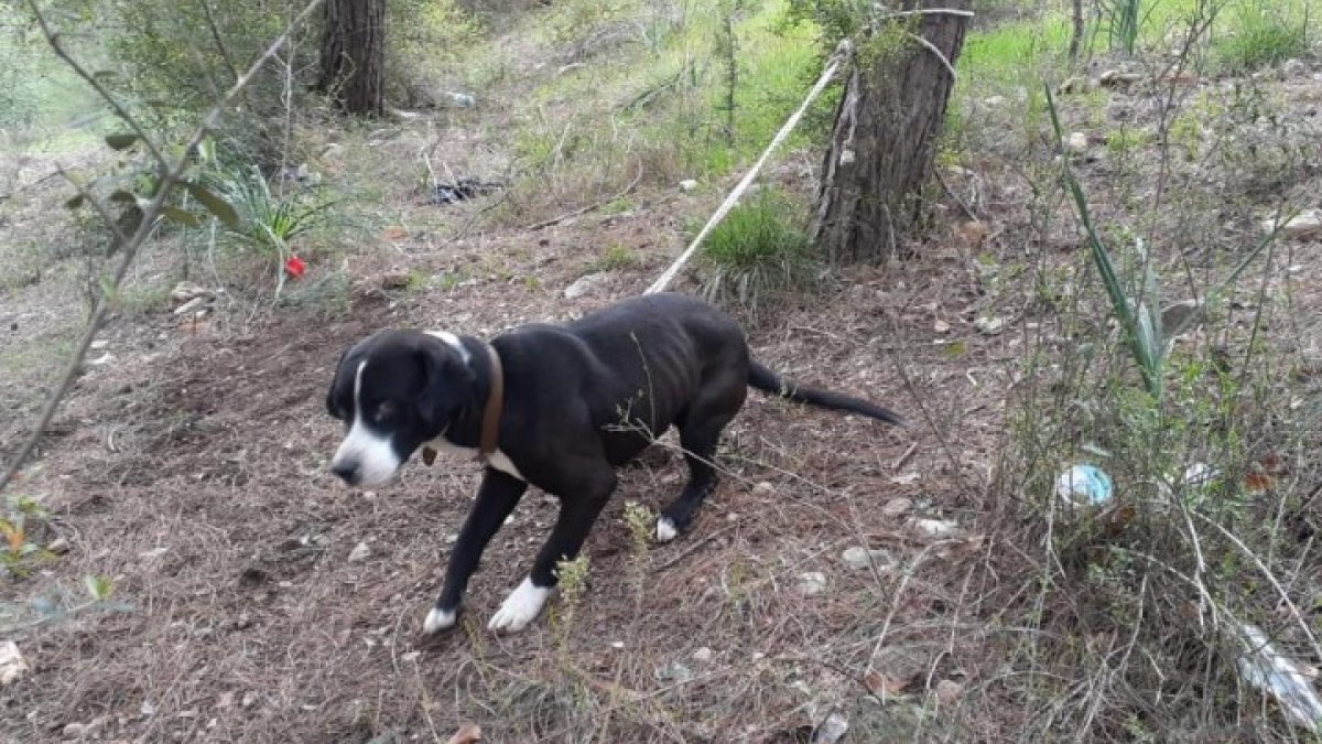Osmaniye'de ağaca bağlanan köpek ölüme terk edildi