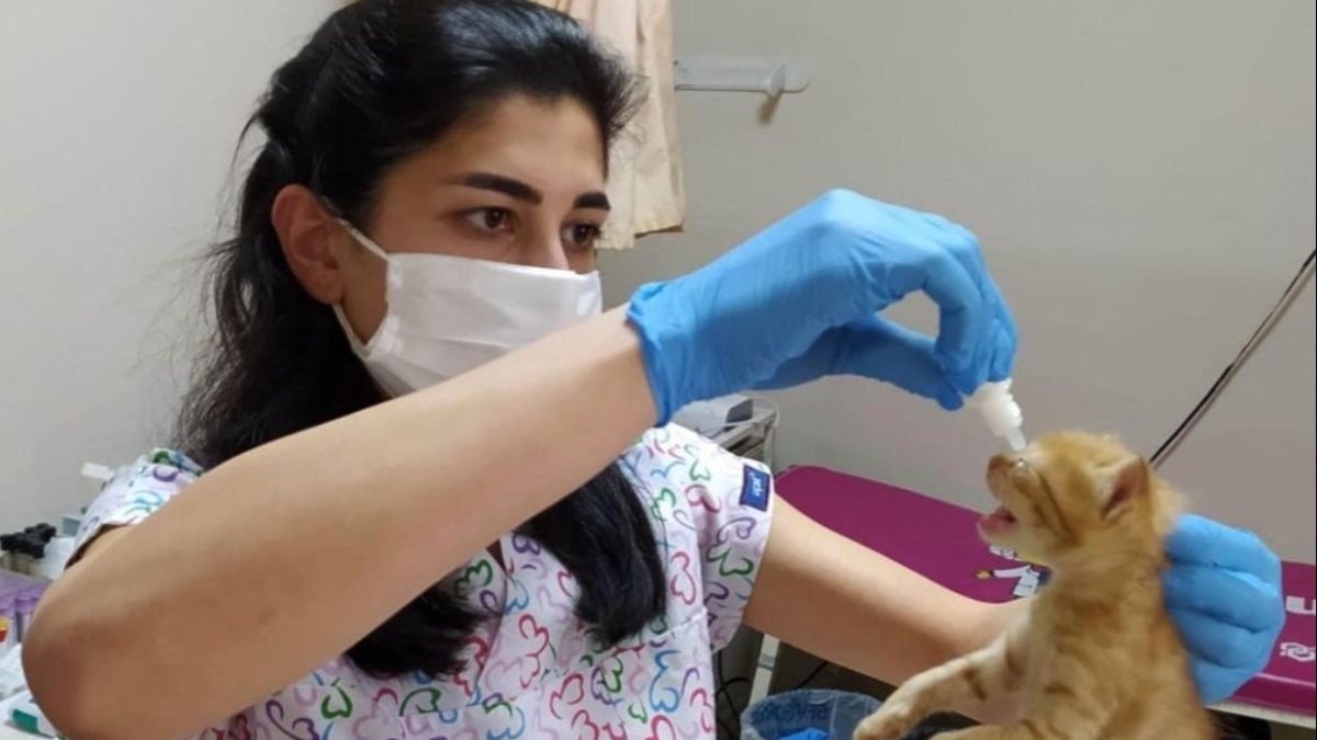 İzmir'de hasta yavrularını doktora götüren kedi