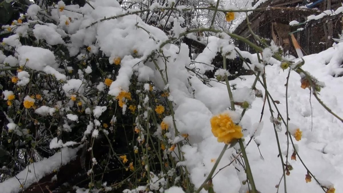 Rize'de çiçek açan ağaçlar, karla kaplandı
