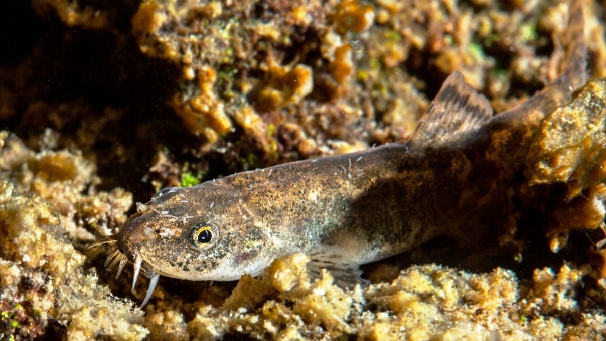 Van Gölü’nde keşfedilen balığa isim verildi