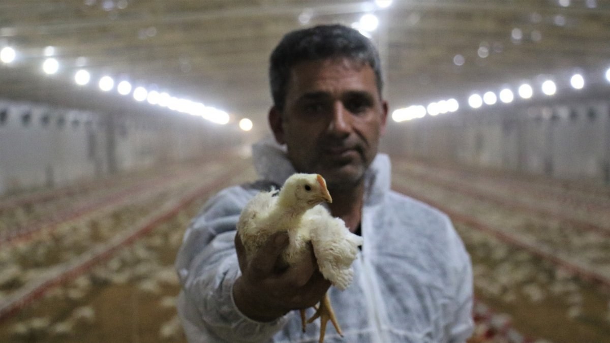 Devlet desteği ile Elazığ’da kurduğu çiftlikte, yılda 300 bin lira kazanıyor