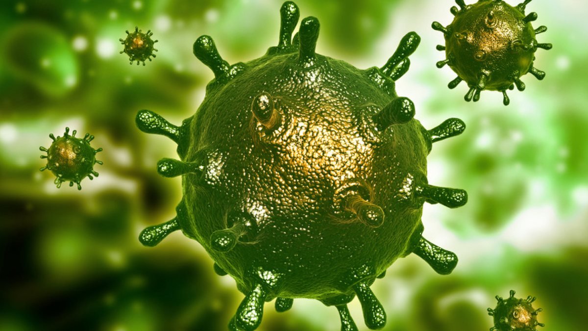 DSÖ raporu: Hayvanlar, koronavirüsün kaynağı