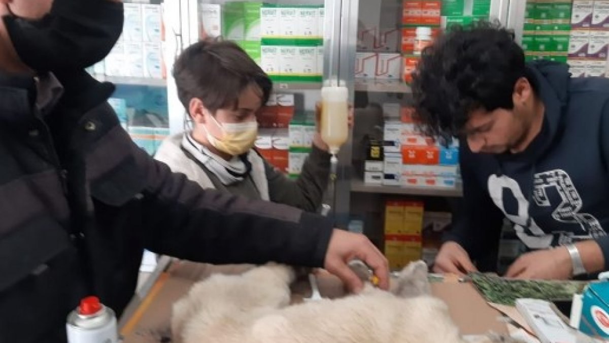 Kahramanmaraş'ta yavru köpeğin kulağı ve kuyruğunu kestiler