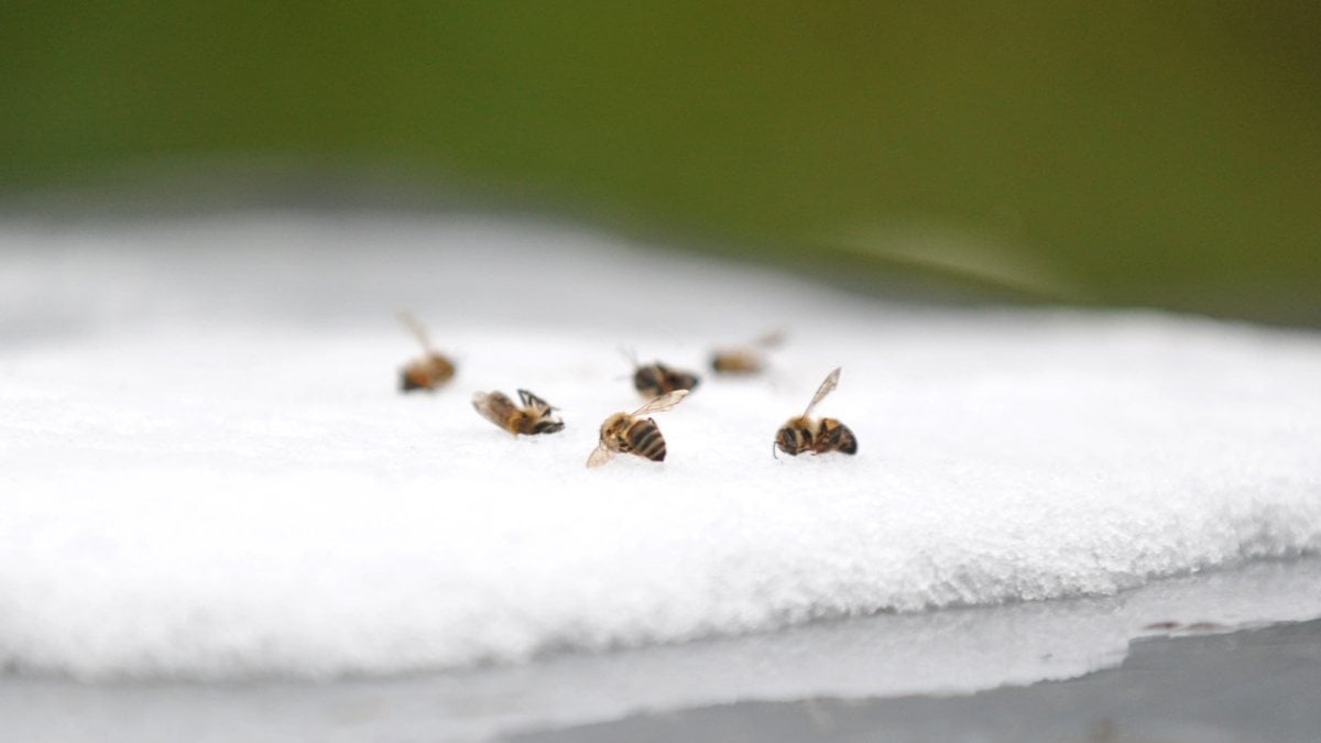 Bursa'da baharın soğuk geçmesi, arı ölümlerini artırdı