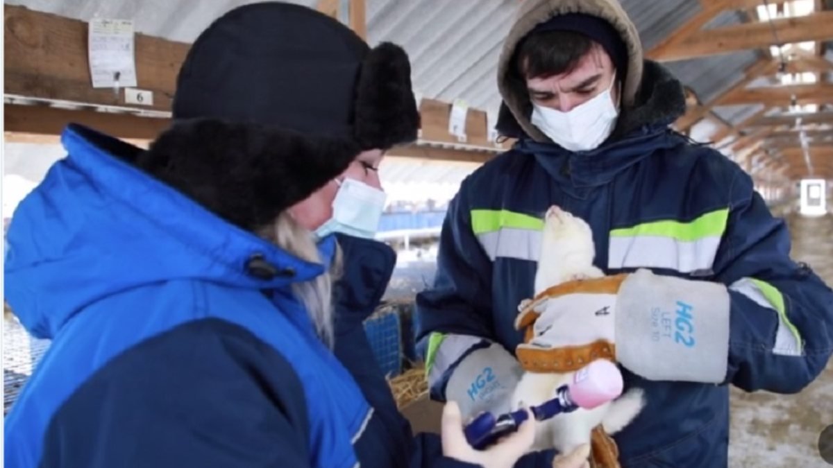 Rusya, hayvanlar için ilk koronavirüs aşısını onayladı