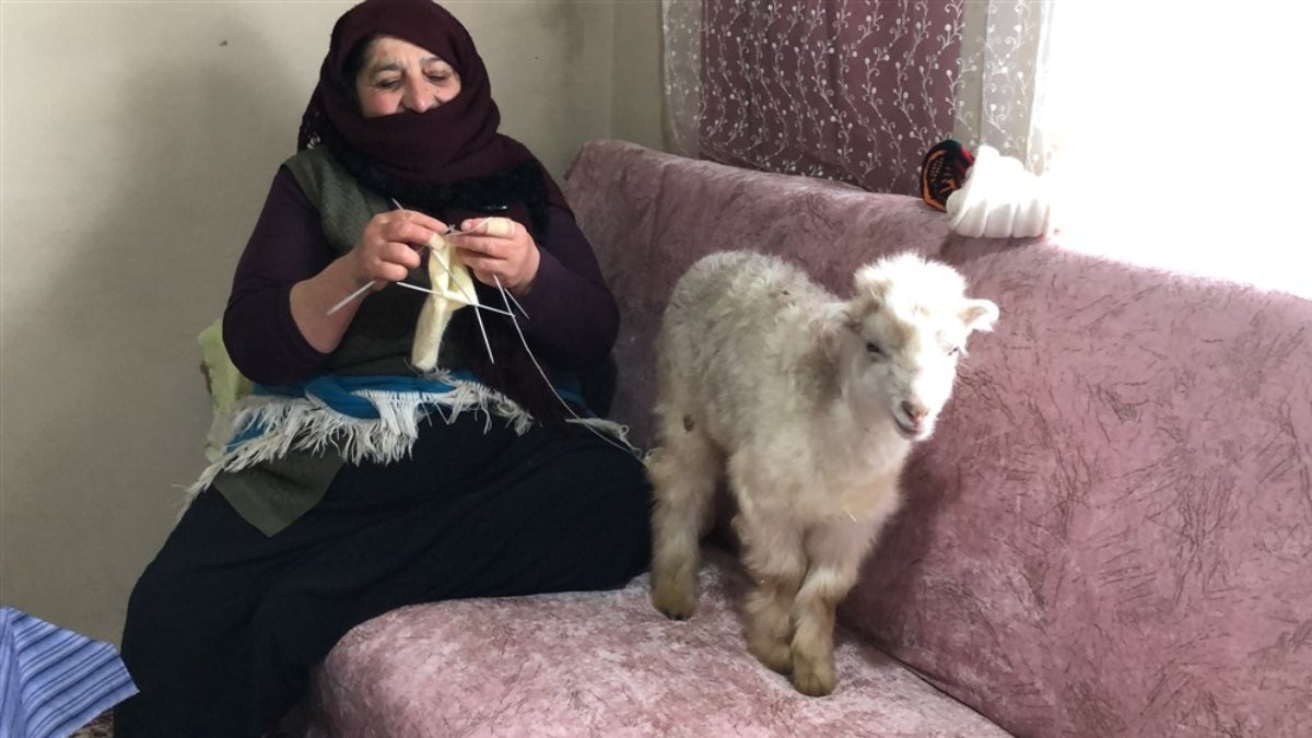 Ardahan'da 5 çocuk annesi, kuzularına evde bakıyor