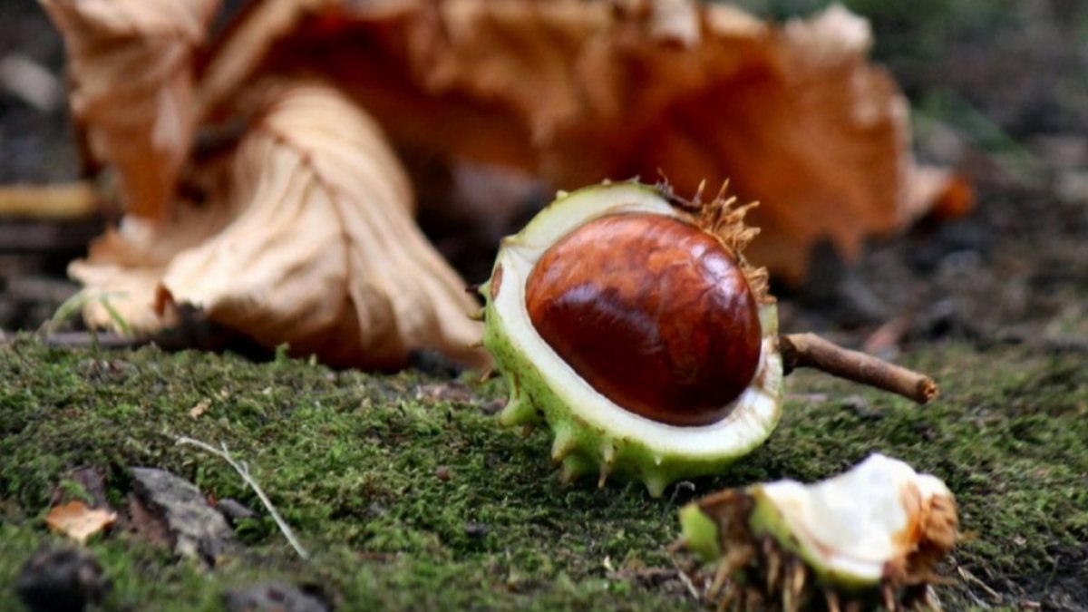 At kestanesi nedir, ne işe yarar? At kestanesinin faydaları nelerdir?
