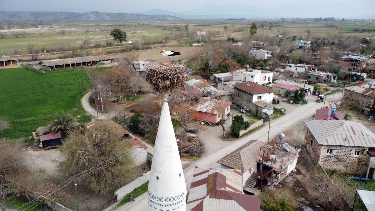 Osmaniye'de 35 yıldır cami minaresine yuva kuran leylekler