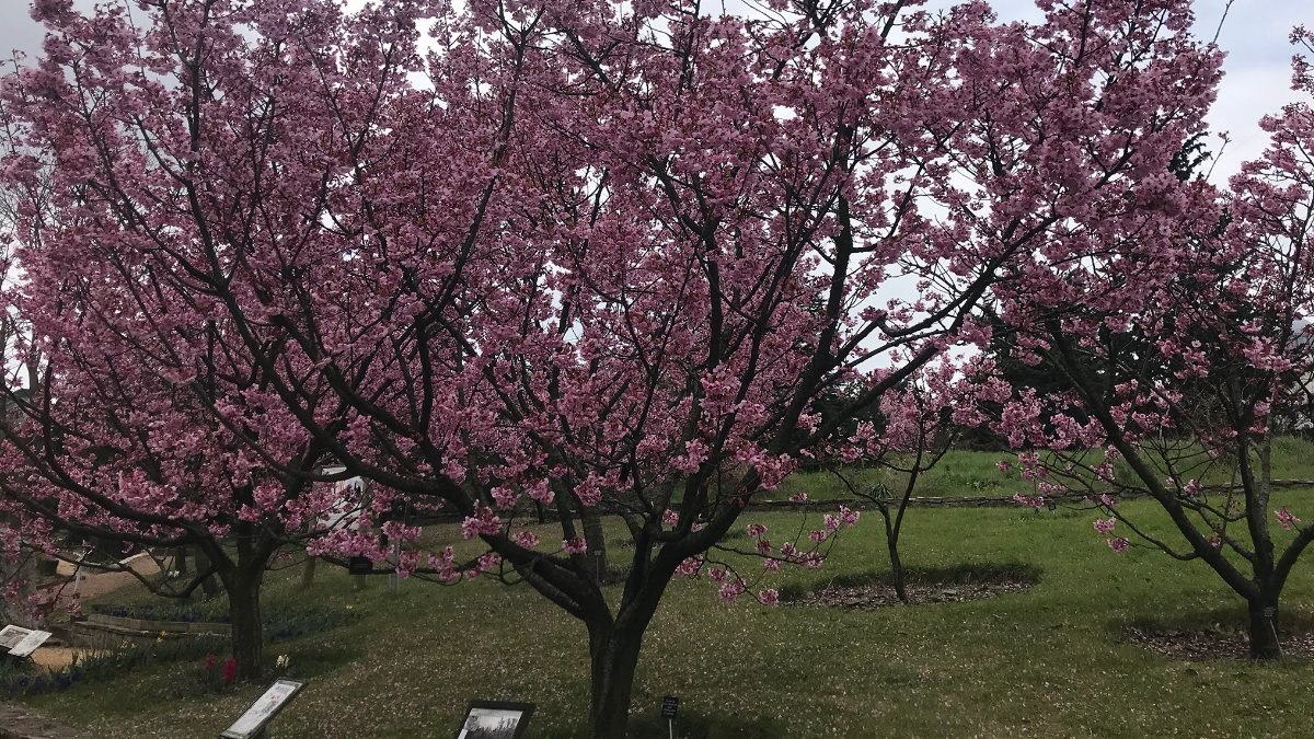 İstanbul'a baharın gelmesiyle sakura ağaçları çiçek açtı