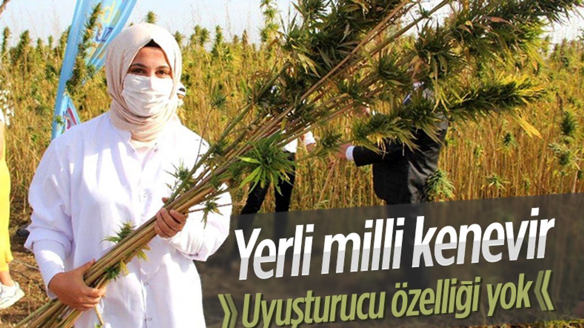 Türkiye'nin ilk tescilli yerli ve milli kenevir tohumu: Narlı ve Vezir