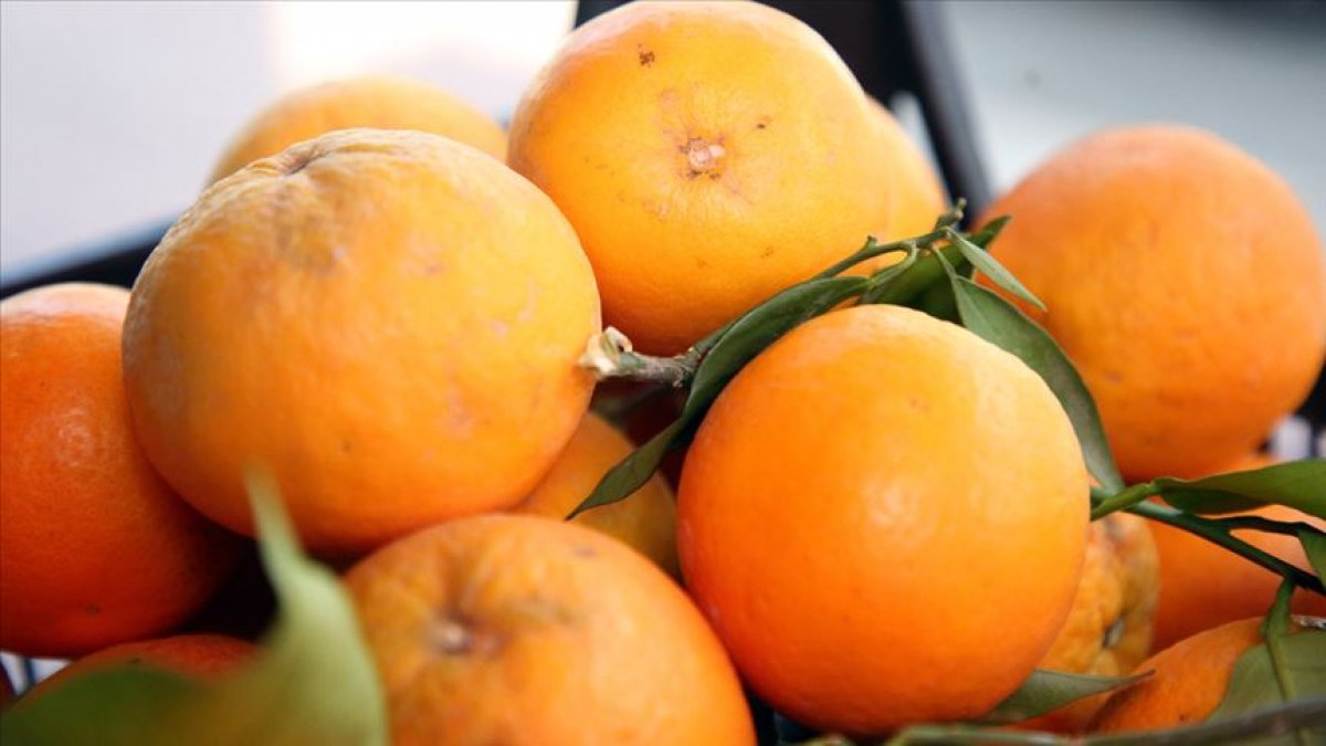 Narenciye ihracatında yılın ilk çeyreğinde mandalina ve limon öne çıktı