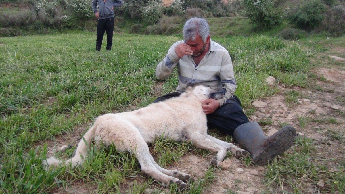 Antalya'da öldürülen çoban köpeğinin başında gözyaşlarına boğuldu