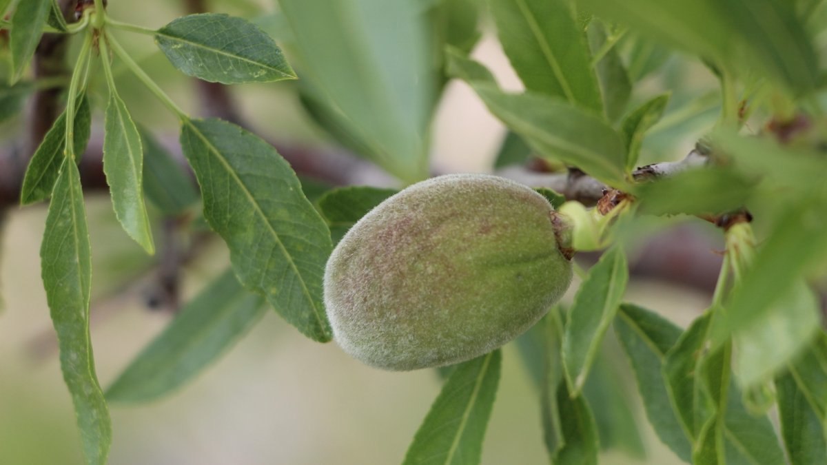 Don nedeni ile çağla bademin fiyatı 5’e katlandı