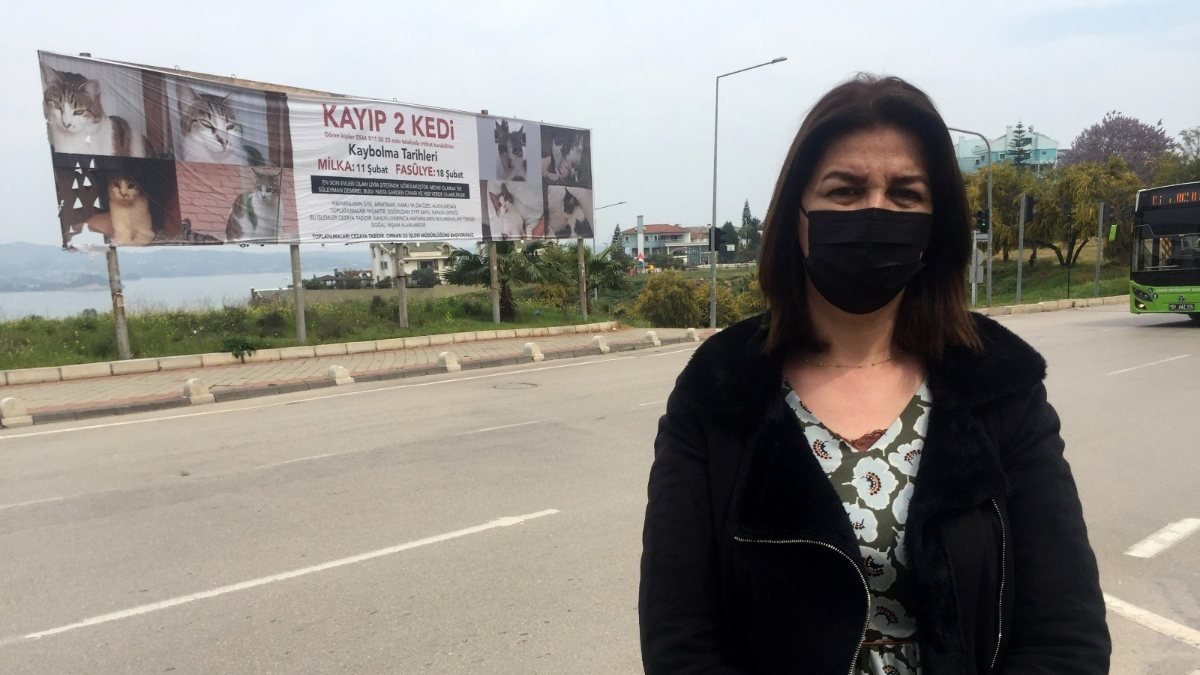 Adana'da kaybolan iki kedi için kadınlar seferber oldu