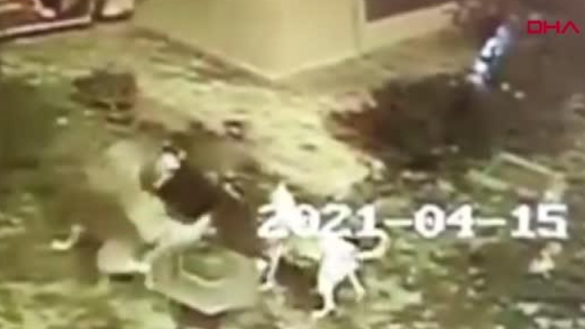 Antalya'da köpekler yavrularını korumaya çalışan kediyi parçaladı