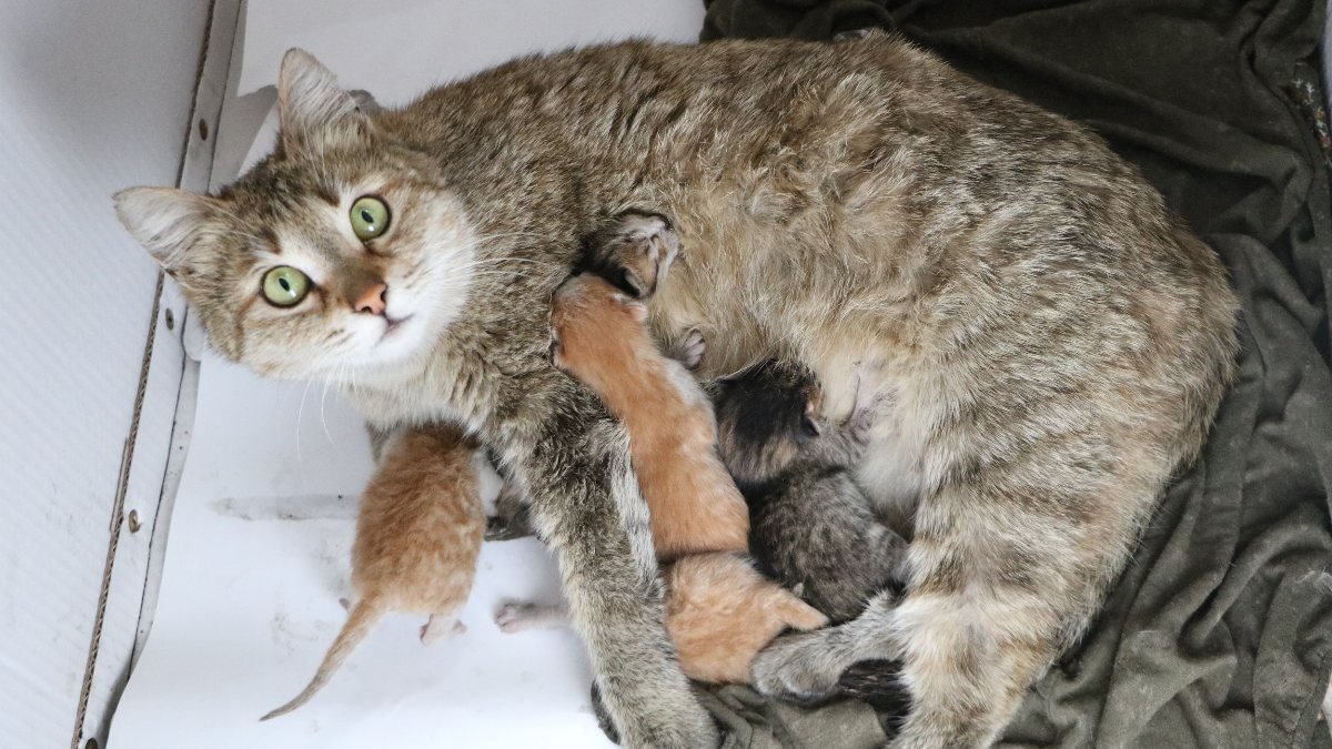 Hakkari'de yapışık beşiz kediler ameliyatla ayrıldı