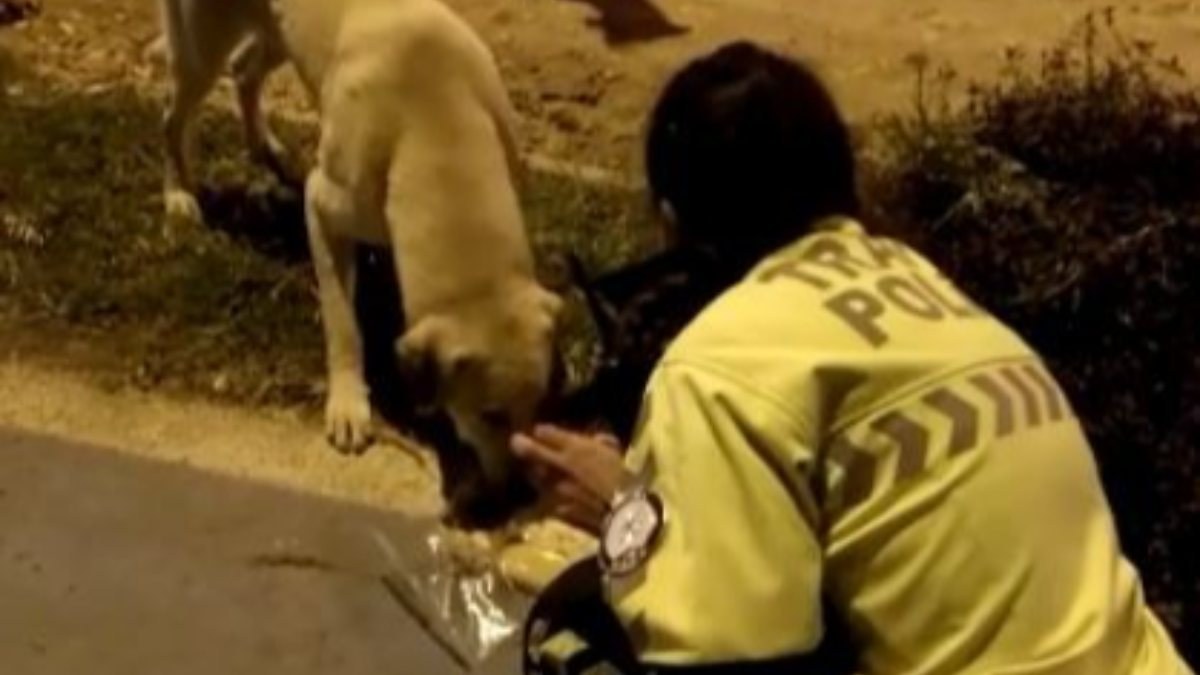 Polis memuru iftar kumanyasını sokak köpeklerine verdi