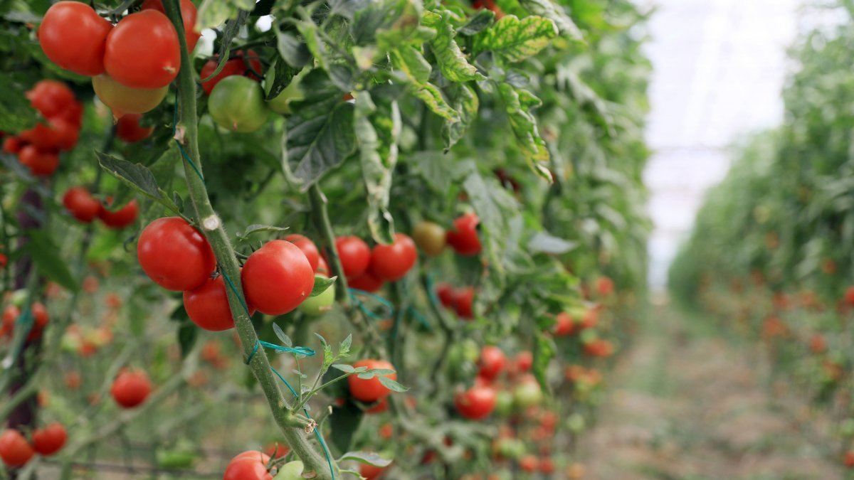 Rusya’ya domates kotası yine doldu