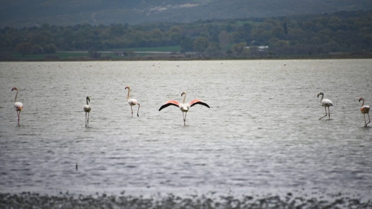 Gelibolu Yarımadası, flamingolara ev sahipliği yaptı
